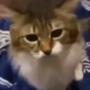 Animated Cats 😺🎉 10