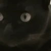 Funny cats black🐈‍⬛🐈‍⬛🐈‍⬛ 7