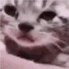 Kucing 14
