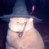 Gif kucing penyihir 5