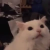 🌈🐈Reaccion Gatos Pal Chat🐈🌈 9