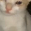 🌈🐈Reaccion Gatos Pal Chat🐈🌈 28