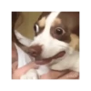 Dog cute 🐾💓 8