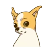 Chihuahua te responde 🐶📩 8