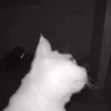 🌈🐈Reaccion Gatos Pal Chat🐈🌈 26