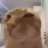 Animated Cats 😺🎉 6