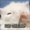 Gatos~ᓚᘏᗢ 15