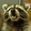 🌈🦝Reaccion Mapaches Pal Chat🦝🌈 6