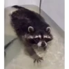 🌈🦝Reaccion Mapaches Pal Chat🦝🌈 10