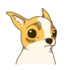 Chihuahua te responde 🐶📩 15