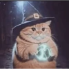 Wizard Cat 16