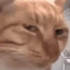 GATO 14