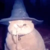 Wizard Cat 17