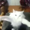 🌈🐈Reaccion Gatos Pal Chat🐈🌈 14