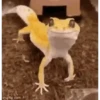 Lagarto 🦎 13