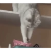 REAÇÕES GaTinhos 😻 10