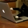 Animated Cats 😺🎉 24