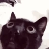 Animated Cats 😺🎉 17