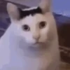 Animated Cats 😺🎉 15