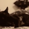 Funny cats black🐈‍⬛🐈‍⬛🐈‍⬛ 8