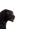 PERROS 16
