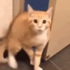 🌈🐈Reaccion Gatos Pal Chat🐈🌈 16