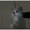 Más y más gatos 👌😿 7
