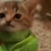 Animated Cats 😺🎉 22