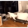 REAÇÕES GaTinhos 😻 7