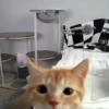 ﹒🩵˙﹟Gatitos﹗© ivanbu 18