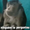 ninguém te perguntou