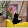 Más y más gatos 👌😿 14