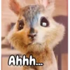 Animalitos Animados Random 🐇🐿 8