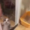 Gatitos. | @ocenferios  Haki. 5