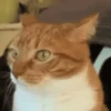 Gatos~ᓚᘏᗢ 10