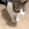 Animated Cats 😺🎉 28