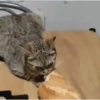 Reações Não sufoque o artista 22