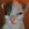 ✨💥ShiSpOST CaTS😹 6