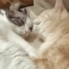 Kucing 16