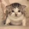 Animated Cats 😺🎉 21