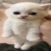 Animated Cats 😺🎉 12
