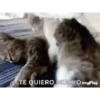 Enamorados 21