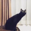 Funny cats black🐈‍⬛🐈‍⬛🐈‍⬛ 6