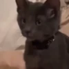 Gatitos. | @ocenferios  Haki. 6