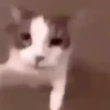 Animated Cats 😺🎉 8