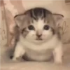 e 5