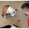 REAÇÕES CACH🐕RR🐶s 10