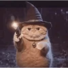 Wizard Cat 8