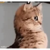 REAÇÕES GaTinhos 😻 5