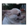 Dog cute 🐾💓 9